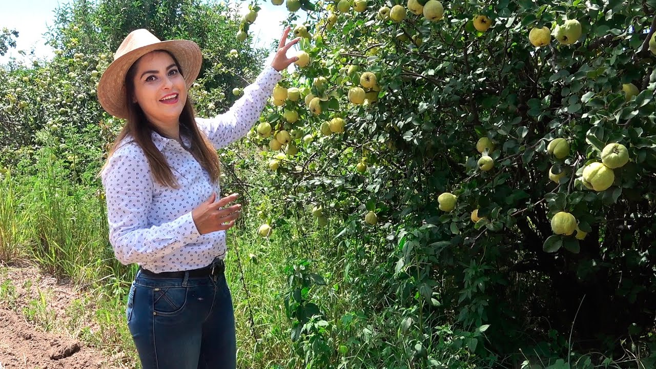 Huertas de MEMBRILLO - ALMA Coronel