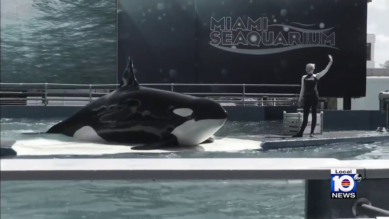 Captive orca Lolita&rsquo;s health &lsquo;bouncing back,&rsquo; giving hope she may be moved
