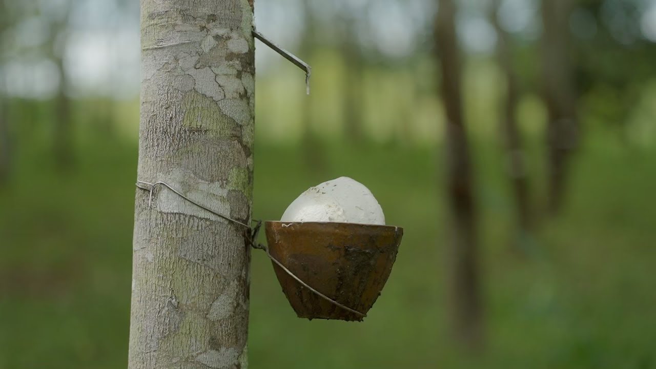 Sustainable Rubber: From Thai Farms to European Roads