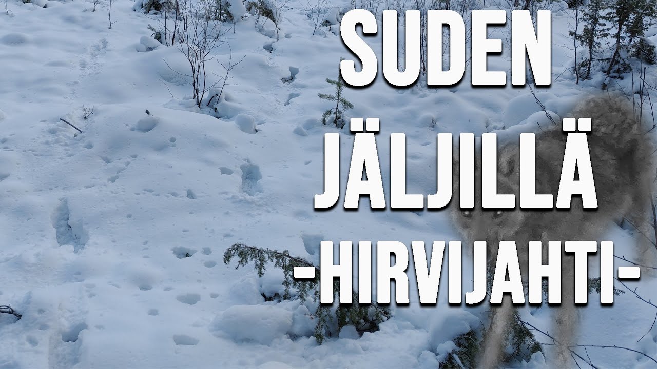 SUDEN JÄLJILLÄ, OSA 3. HIRVIJAHTI.