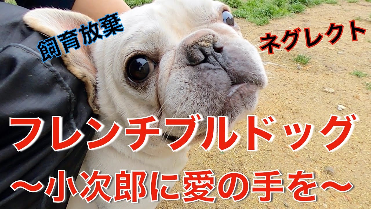 ピットブルの威圧に負けないフレンチブルドッグ小次郎