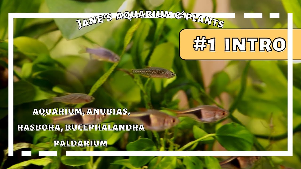 #1 INTRODUCTION アクアリウムとパルダリウムと観葉植物などやってます。そんな日常。　【AQUARIUM/PALDARIUM】
