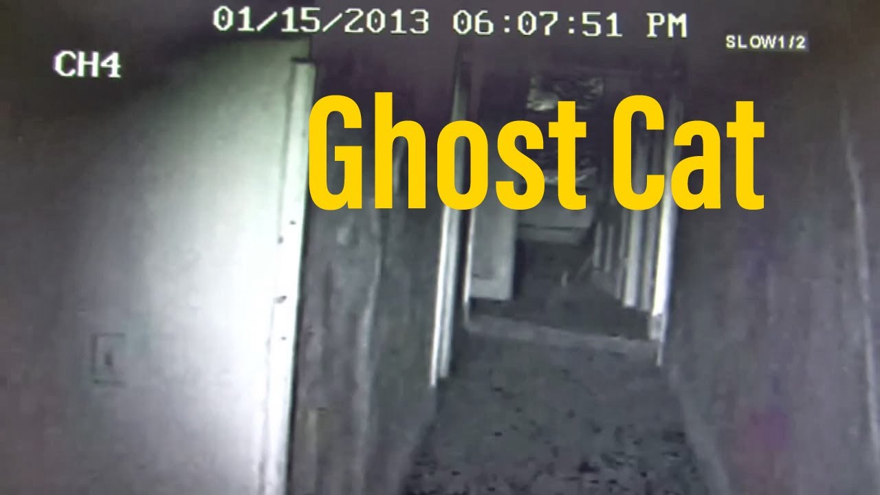 Shanley Hotel Ghost cat By Stephen Barcelo