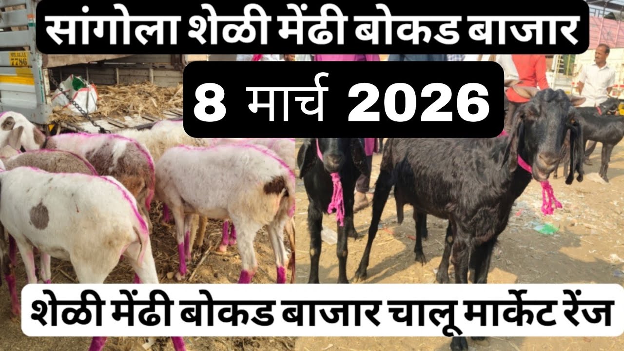 आजचा सांगोला शेळी,मेंढी बोकड बाजार 8 मार्च 2026 #sangola_bazar_sheli_bajar #शेळी_बाजार #मेंढी_