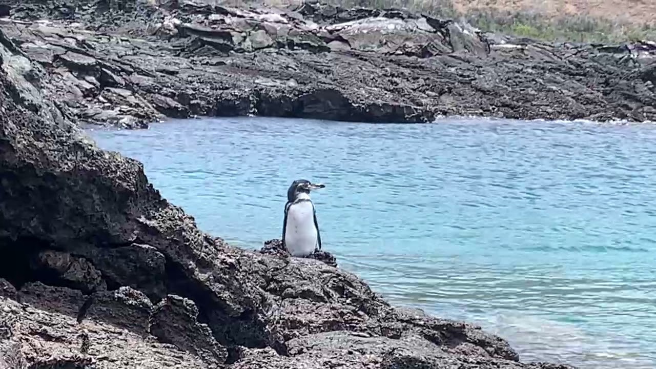 Galapagos 🇪🇨 | 7-day Travel Blog & Itinerary for Nature Lovers 