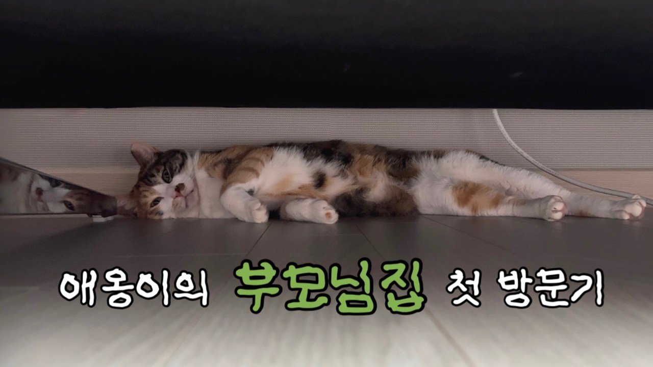 애옹이의 생애 첫 장거리 여행 2편 👩🏻🐈 🤍 고양이 기차 타는 방법, 고양이 명절 장거리 이동, 대구 여행, 포항 여행, 고양이 장거리 이동, 고양이랑 부모님집 방문