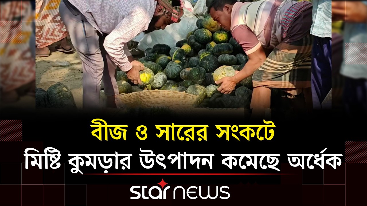 ভোলাহাটে মিষ্টি কুমড়ার ফলন কমলেও দামে স্বস্তি পাচ্ছেন চাষিরা | Star News