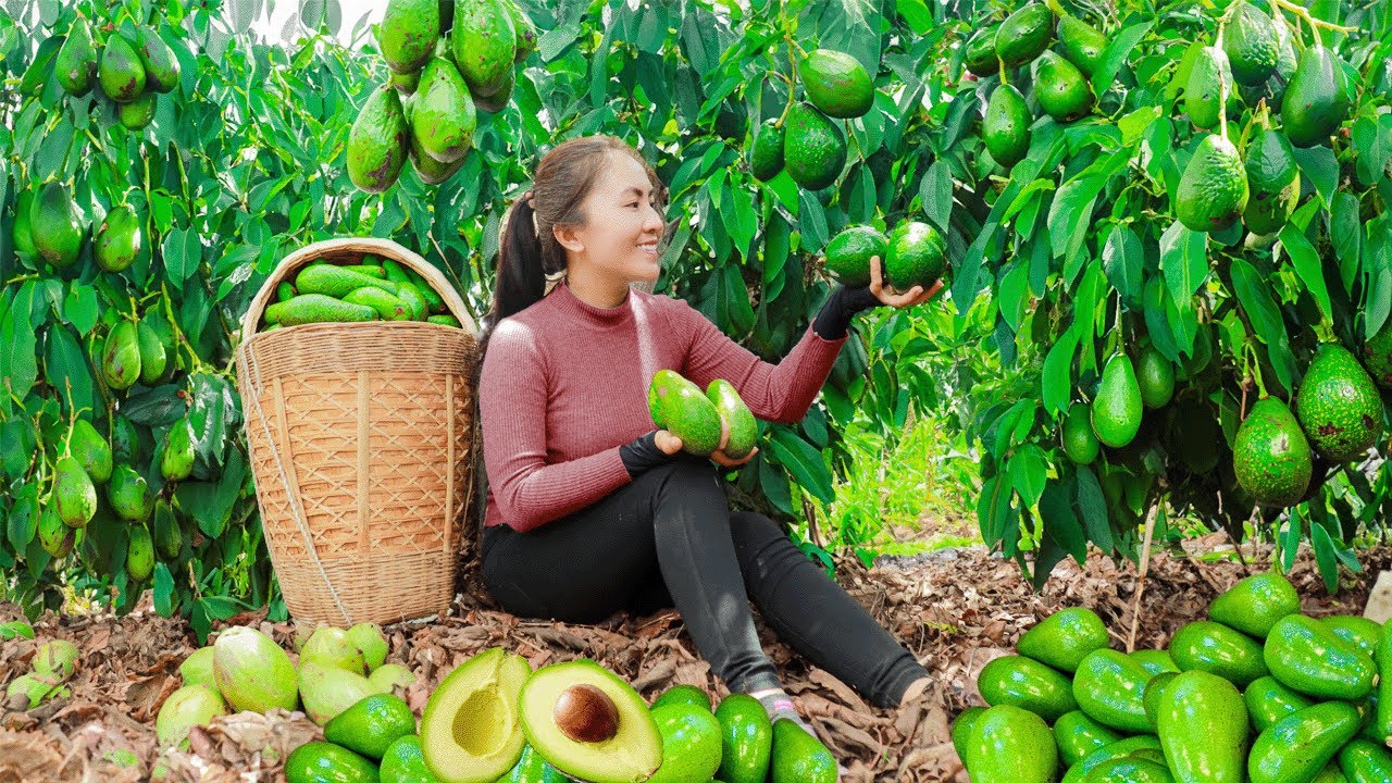 3 Days Harvesting Avocado And Goes to Market Sell | Emma Daily Life