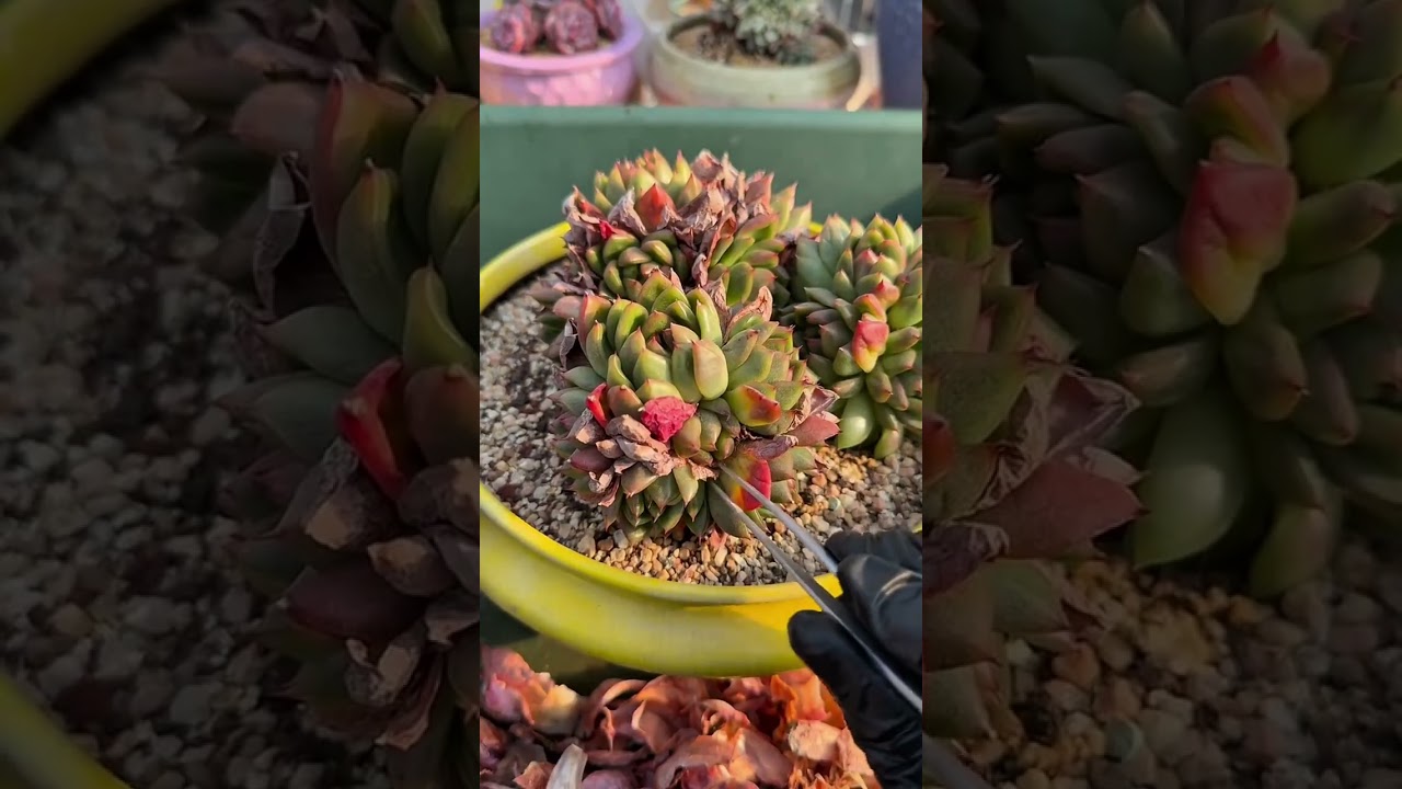 Cleaning wilted leaves succulent 