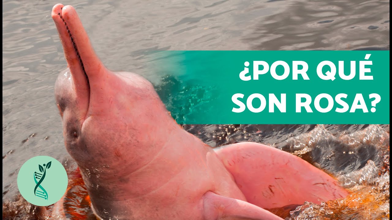 &iquest;C&oacute;mo SON los DELFINES ROSADOS? 🐬💓 (Caracter&iacute;sticas, Alimentaci&oacute;n, Reproducci&oacute;n del Delf&iacute;n Rosado)