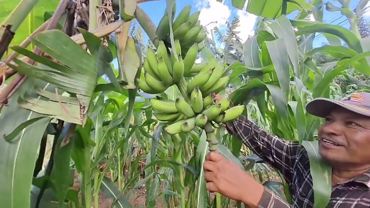 As&iacute; es el mega cultivo multivariado que tiene Antonio en la parcela cultivos org&aacute;nicos puedes aserlo