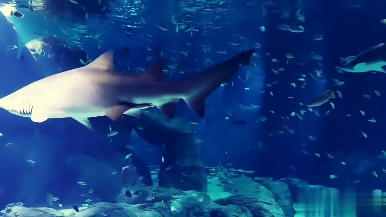 Odysseo Oceanarium Mauritius