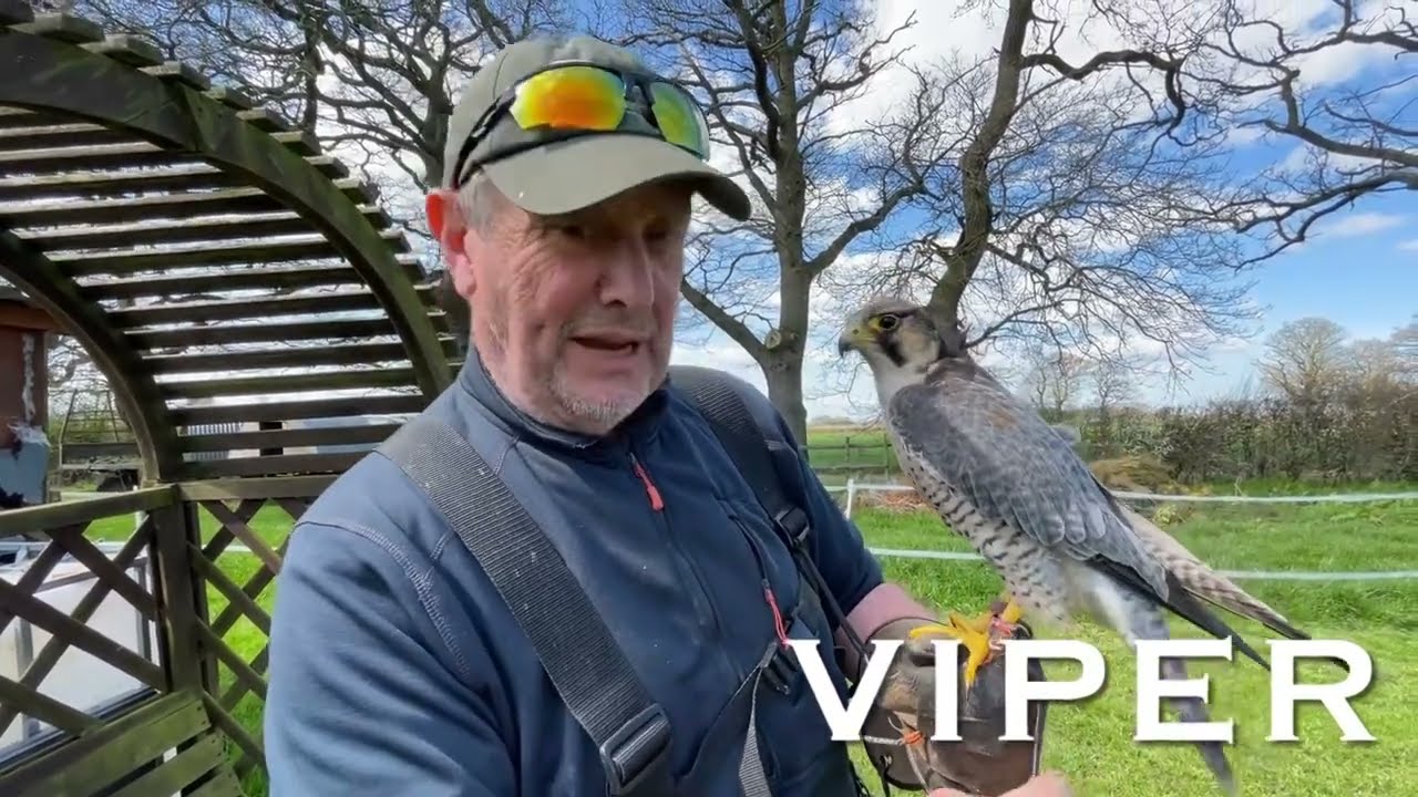 Flying Viper, Peregrine X Lanner Falcon. Easter 2023