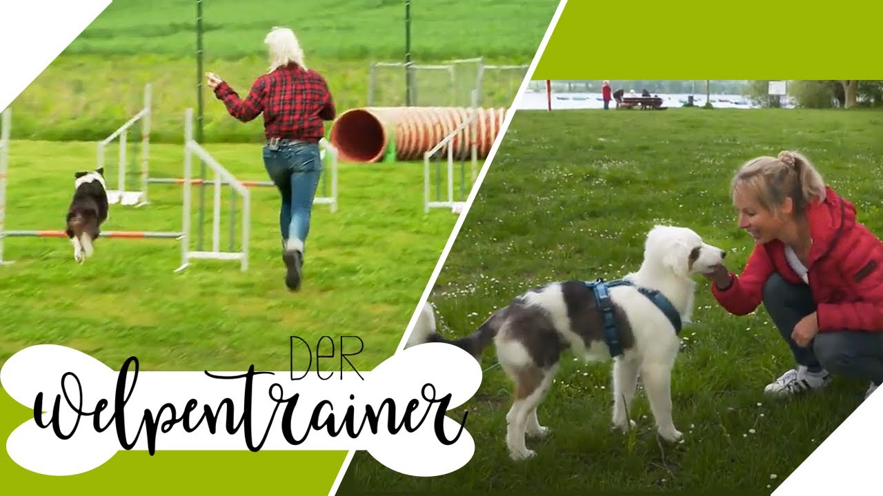 Krasses Agility-Training und: Großer Test für die taube Bounty! 😲🐶 | Der Welpentrainer | sixx