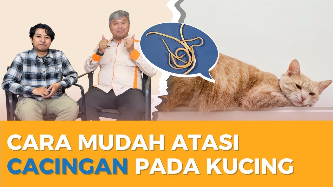 Kucing Cacingan, Bagaimana Mengatasinya ?