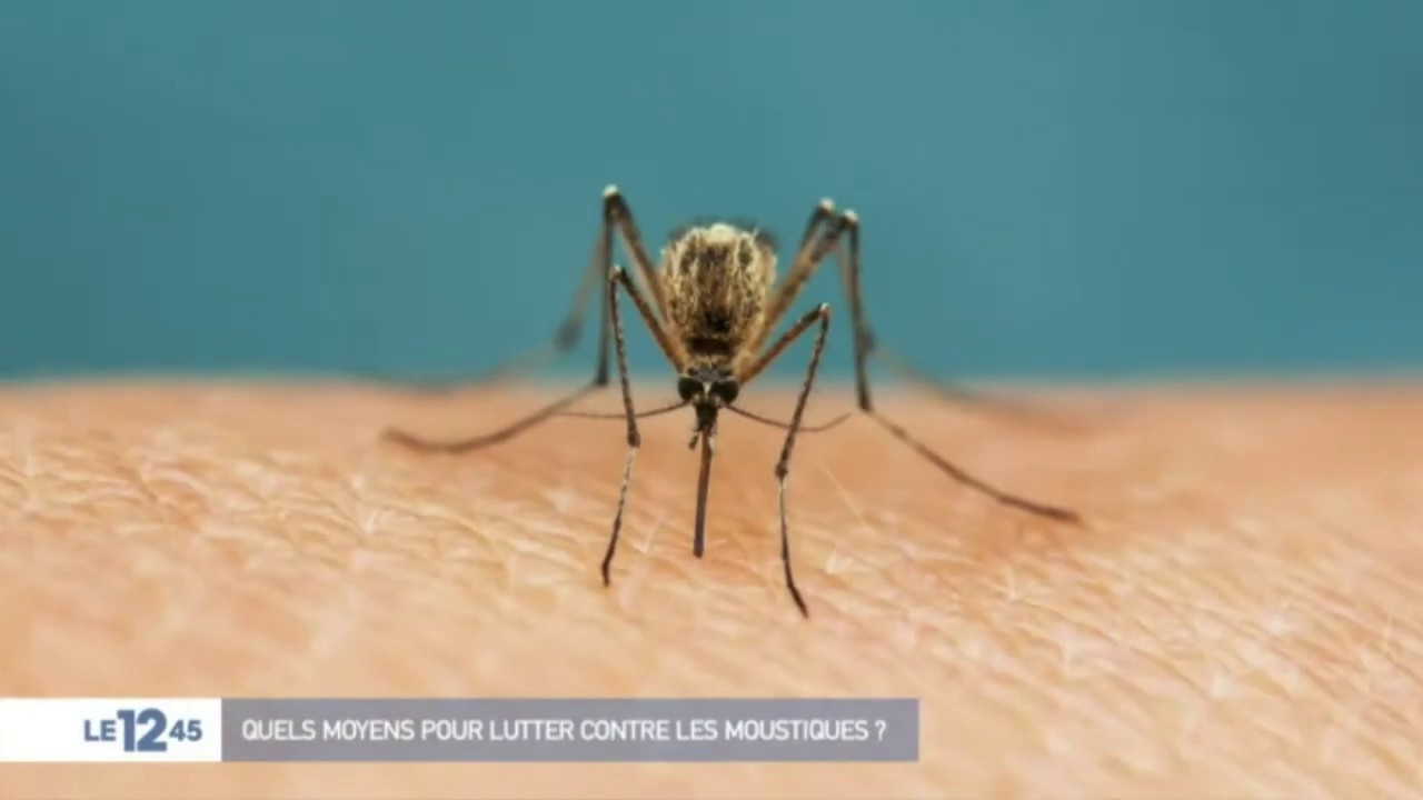 M6 - QISTA extrait du journal 19:45