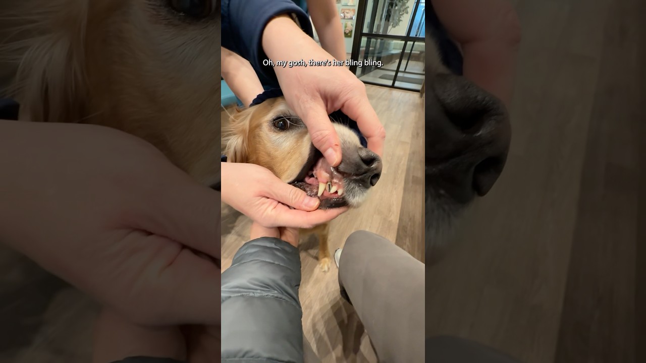 Ever seen a doggo with a grill? 🤣