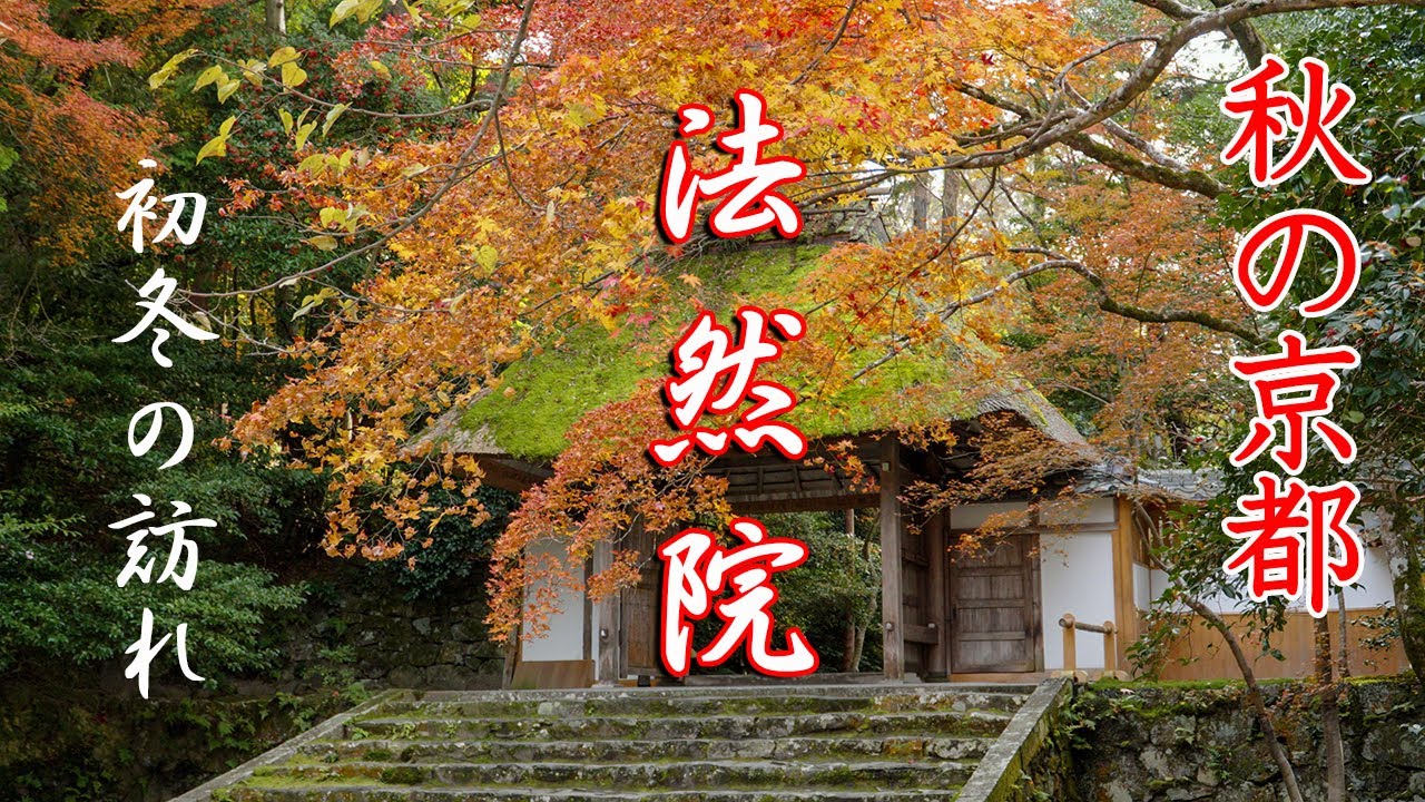 [秋の京都]  法然院  初冬の訪れ 敷きもみじ  kyoto  Japan 4K