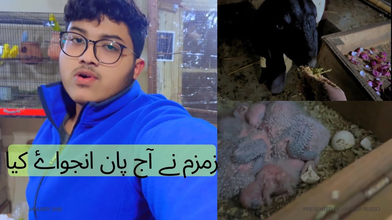 Zamzam ne aaj pan enjoy kia|How to make perfect food (wanda) for goats#birds #vlog #goats #pets