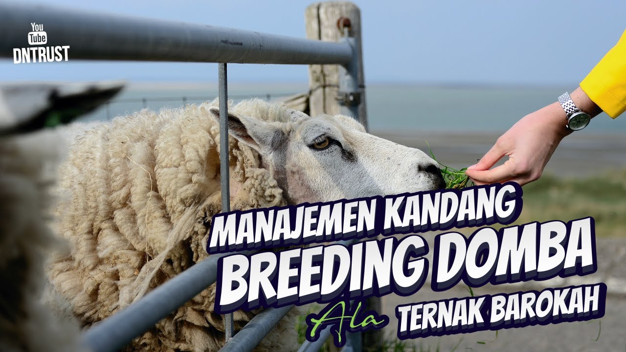 Manajemen Kandang Breeding Peternakan Domba Modern Ala Ternak Barokah