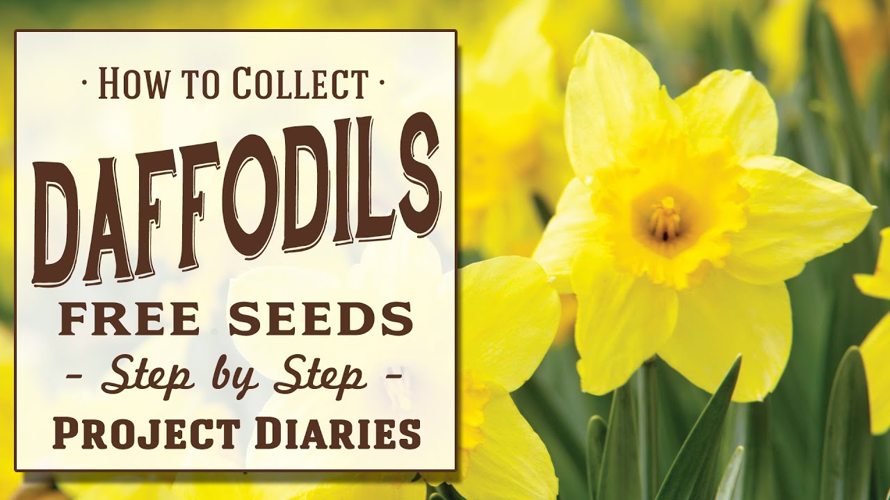★ How to: Collect Free Daffodil Seeds (Step by Step Guide)
