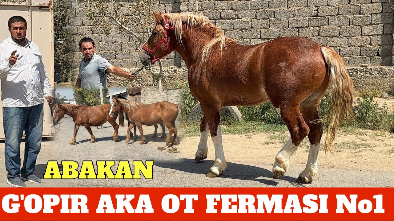 G'OPIR AKA OT FERMASI ABAKAN AYG'IR TOY BIYALARI 7.5/10 mln 1 TA TOY BONUS DASTAVKA BOR