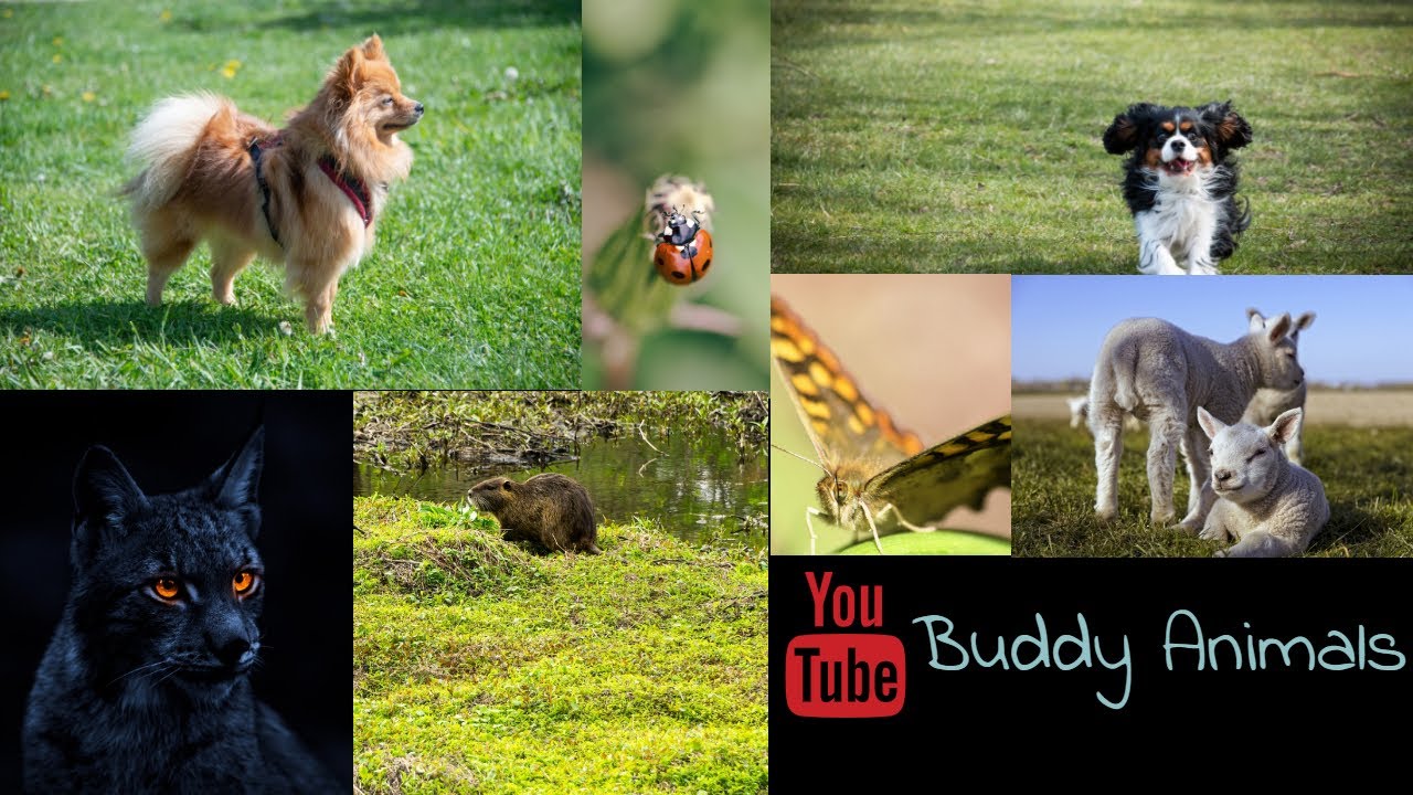 Amazing | Cute | and Lovely Animals Scene Compilation | 2020 | #BuddyAnimals #AnimalsLover