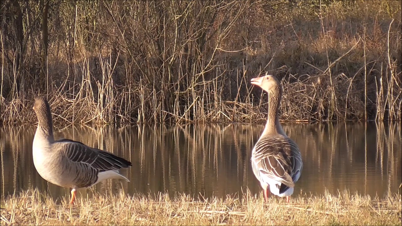 Greylag Goose calling.