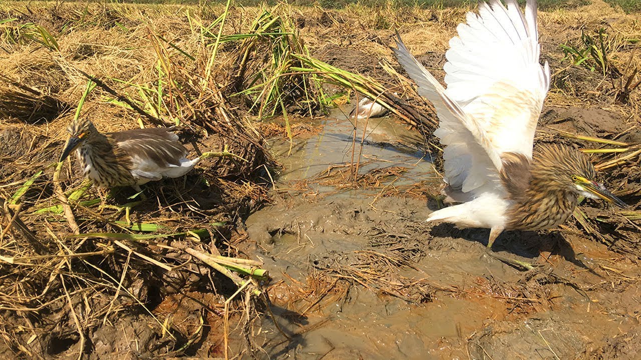 Easy Egret Trap – Amazing Quick Egret Trap Technology Using Bamboo By Smart Man