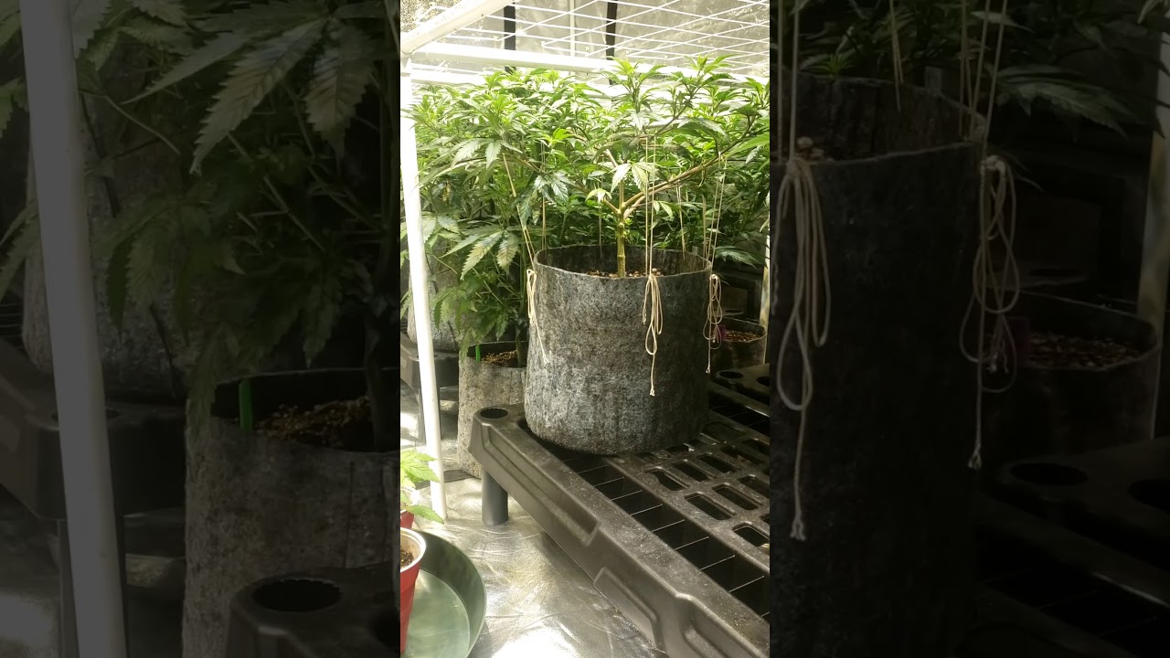 Stelow Cannabis- week 5 Veg, Pros and Cons to training.