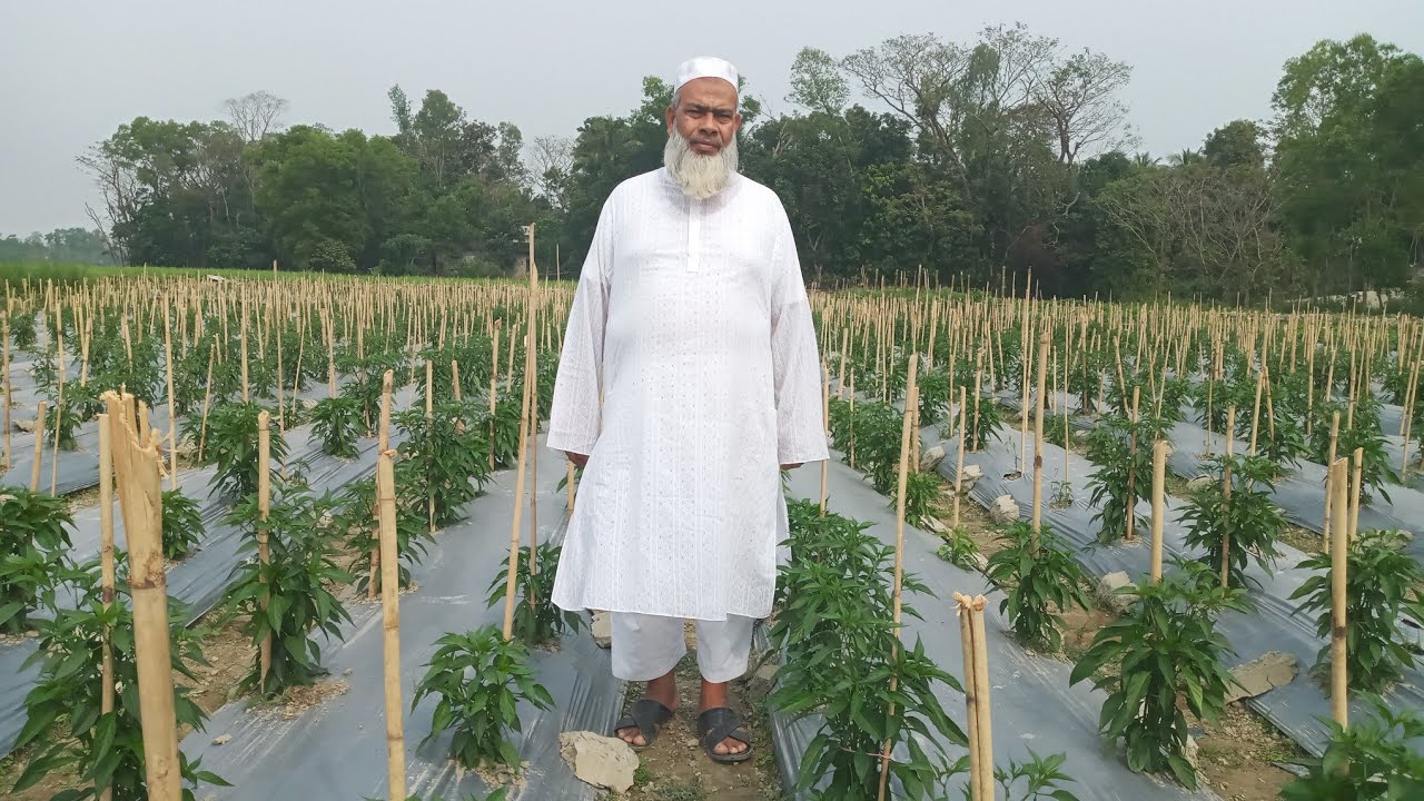 মালচিং পেপার দিয়ে মরিচ চাষ।