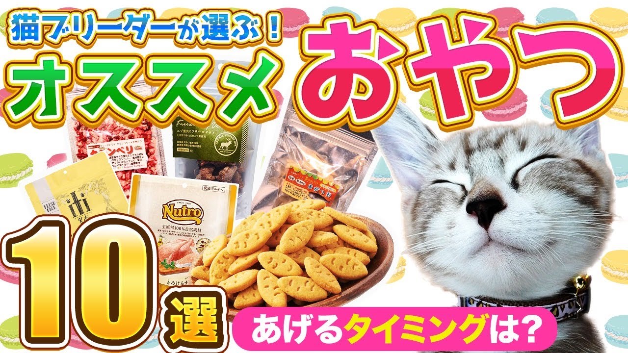 【Catブリーダーが選ぶ！オススメ猫オヤツBest10！】あげるタイミングや年齢に合った選び方を解説します！
