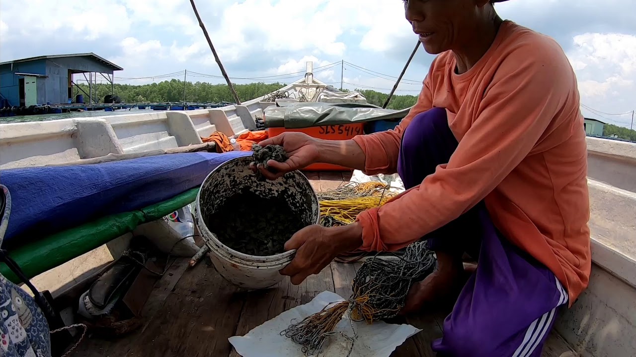 Merawai ikan sembilang di paya bakau part1 (Traditional fishing )