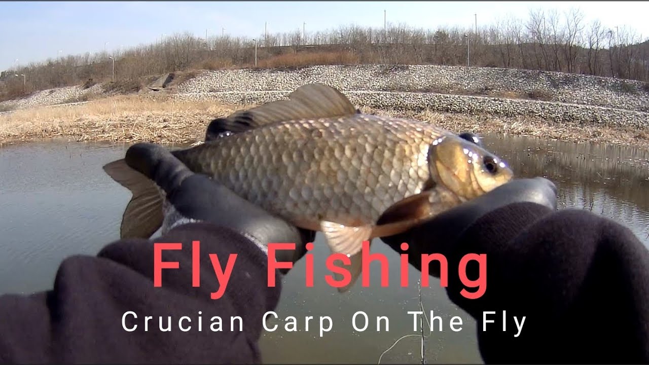 Fly Fishing - Crucian Carp  On The Fly