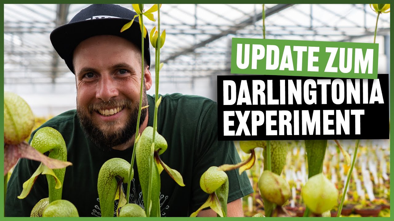 #142 Kobralilie bis zum Himmel - das super Darlingtonia Jahr