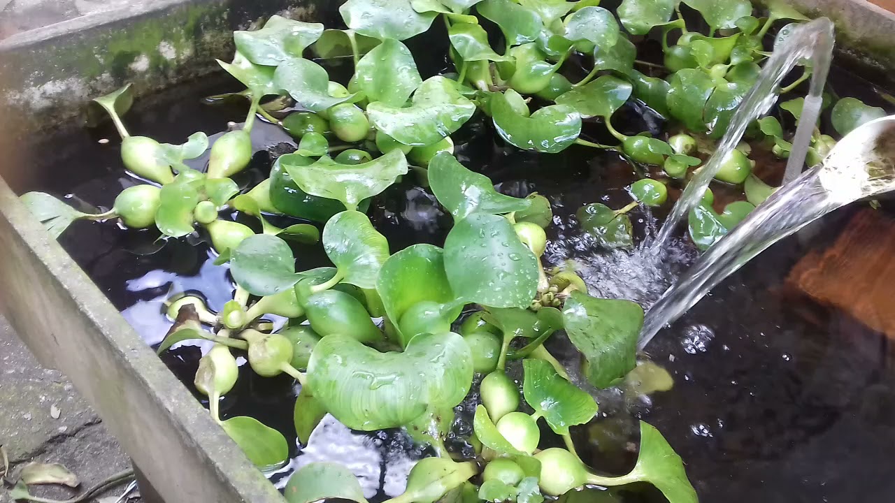 cria&ccedil;&atilde;o de &Oacute;scar tilapiase carpas