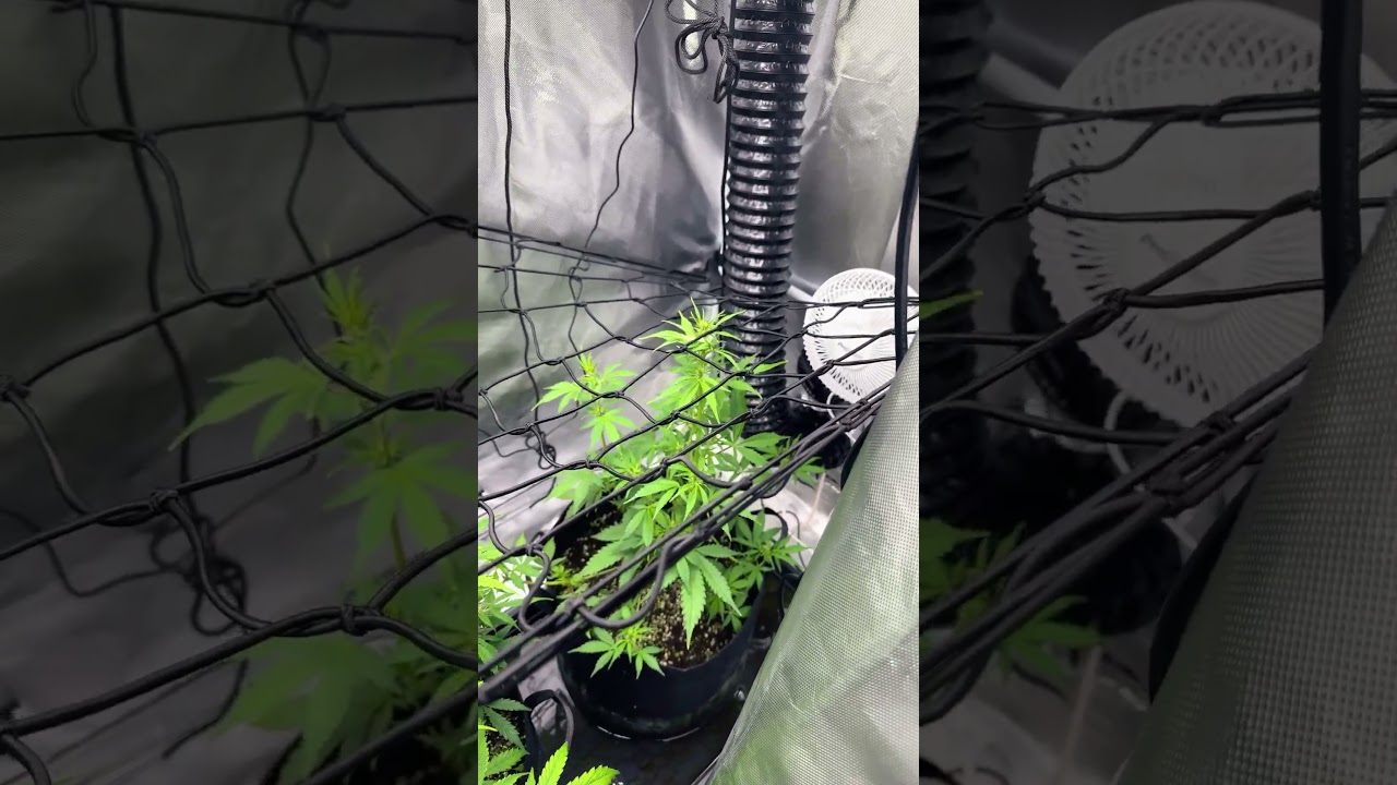 70 days from seed to flower Jack Herer Lemon Haze
