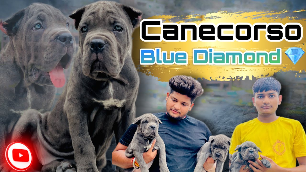 Blue Diamond 💎 CaneCorso puppies | Import Blood Line | Cane Corso Breed Best Price in India | India