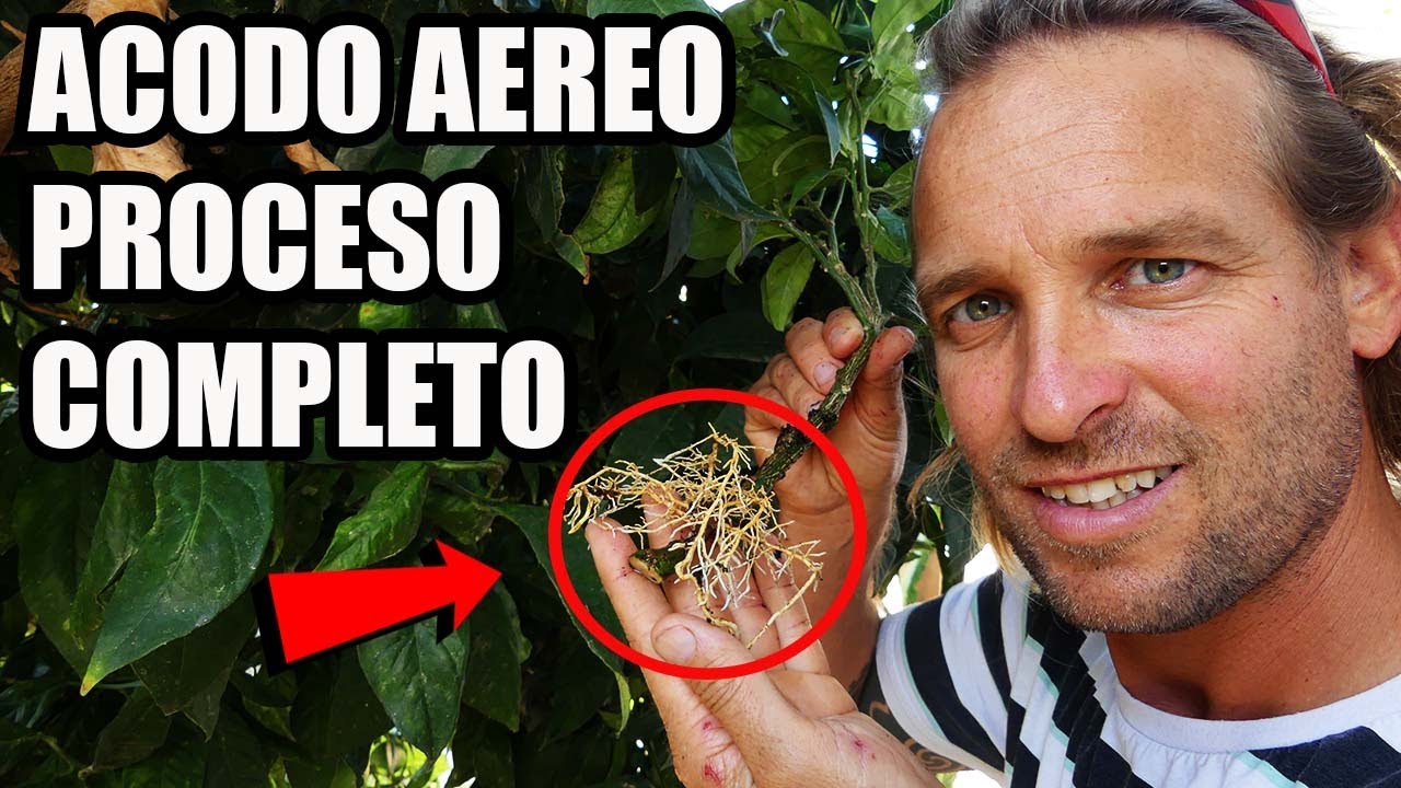 Proceso Completo de un ACODO AEREO // RESULTADO Y TRANSPLANTE 🌱