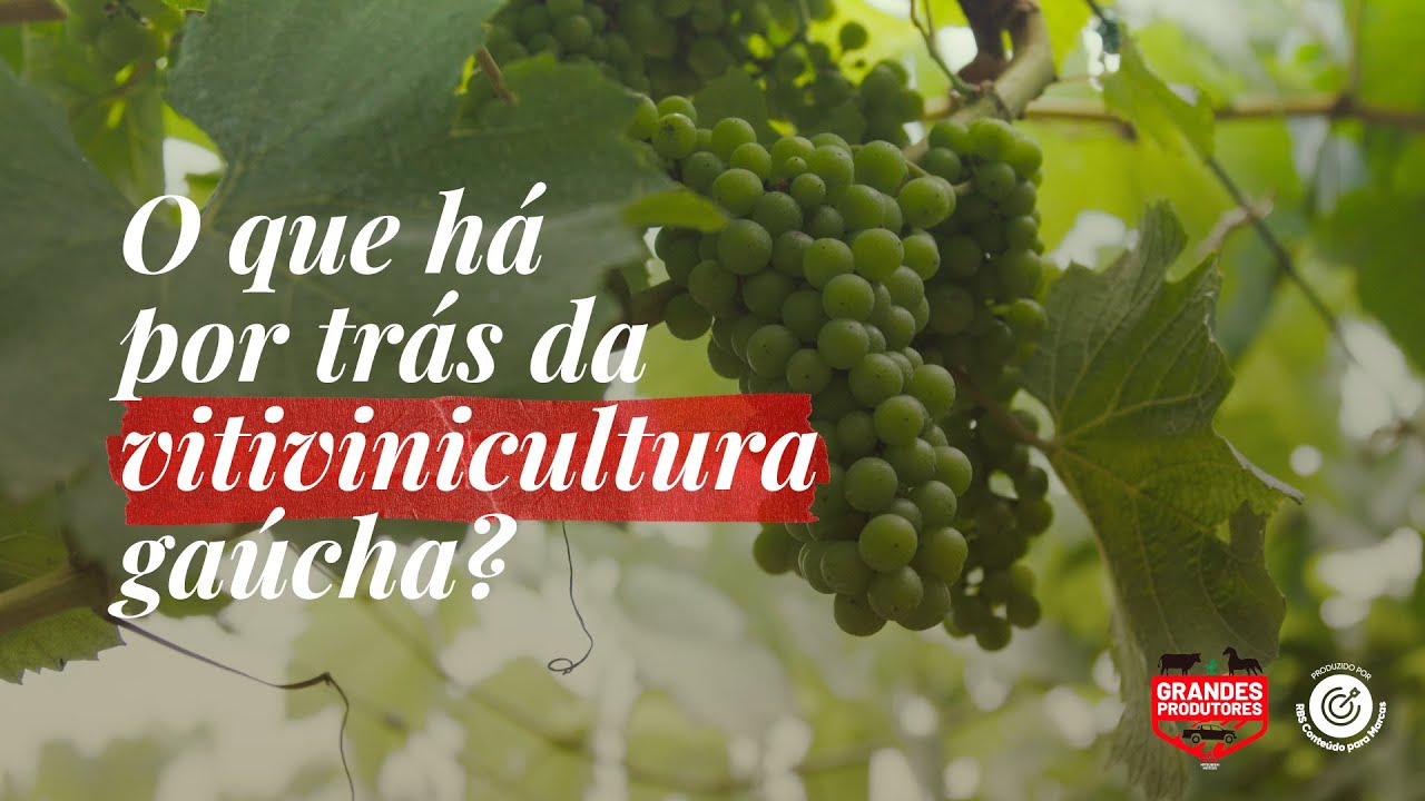 RS lidera a produção de vitivinicultura no país | Grandes Produtores #05