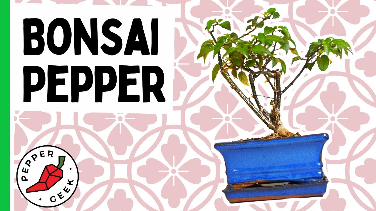 Pepper Experiment: Making a Bonsai Pepper Plant Over the Winter - Pepper Geek