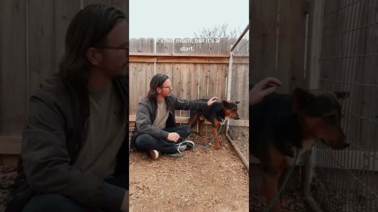 I love being a dog trainer! #dogtraining #dogtiktok #dogtrainer #dogtok #dogs