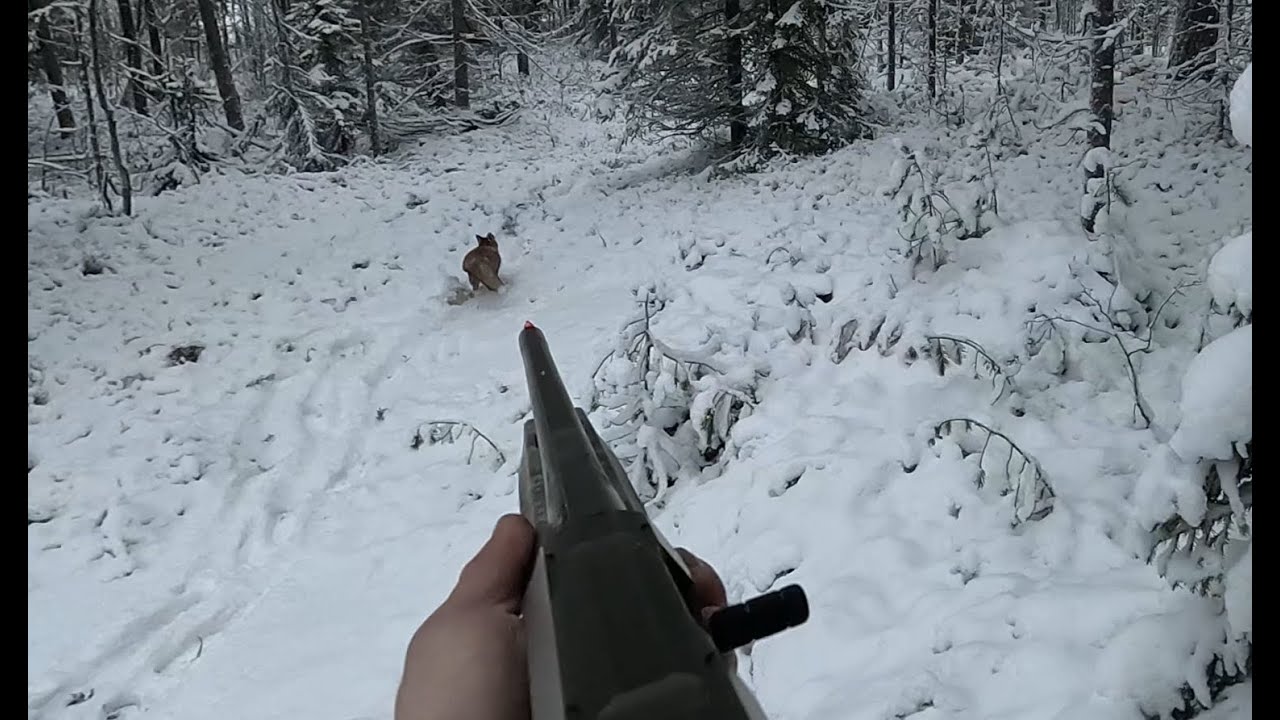 Ketunmetsästystä / Foxhunting 67