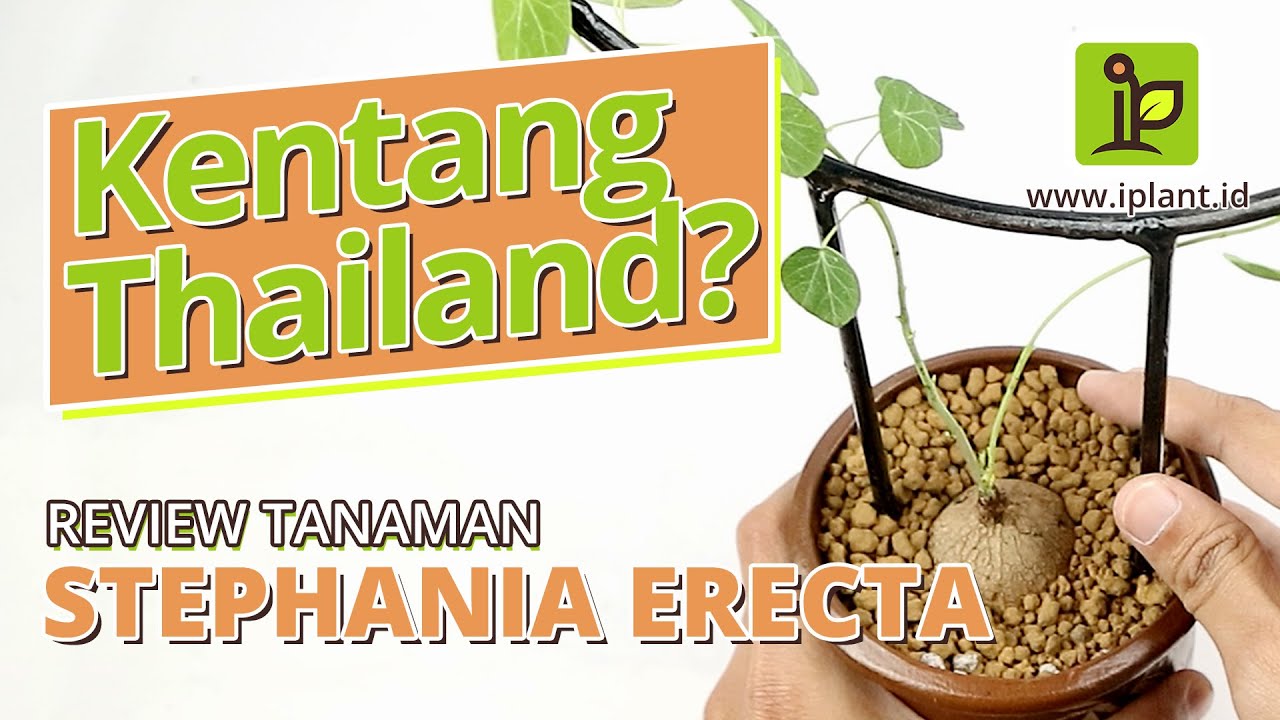 Review Tanaman Stephania Erecta, Kentang Thailand Yang Cantik | Tips Repotting