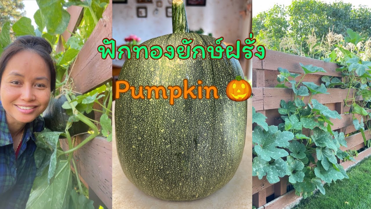 ฟักทองยักษ์เมืองฝรั่งกินยังไงหมด #ฟักทอง #ฟักทองยักษ์ #pumpkin #vegetables #nd #usa @HomeHug46