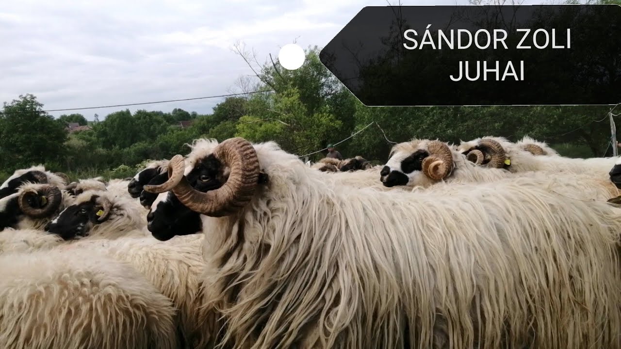 Sándor Zoli juhai / 400 juh nyírása géppel / nagy juhász kutyák / shepherd dogs