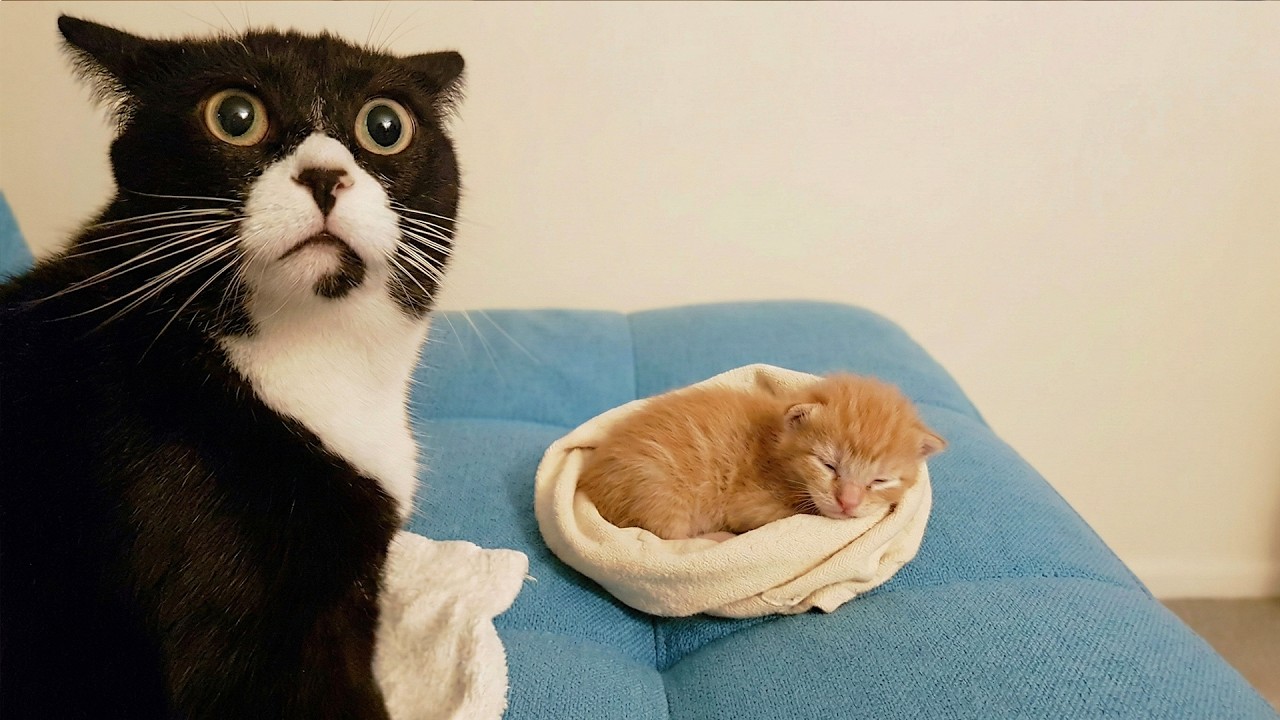 The Funniest Cat Videos 😺 Cats That Made the Internet Go Wild | Try Not to Laugh 😂