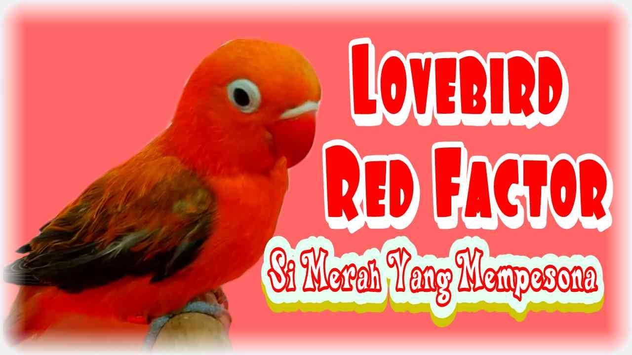 Lovebird Red Factor, Si Merah Merona Yang Mempesona