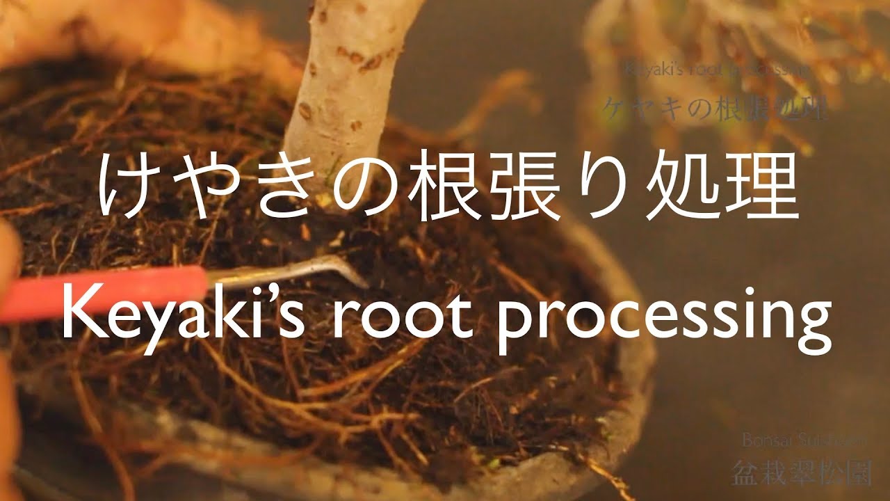 けやきの根張り処理