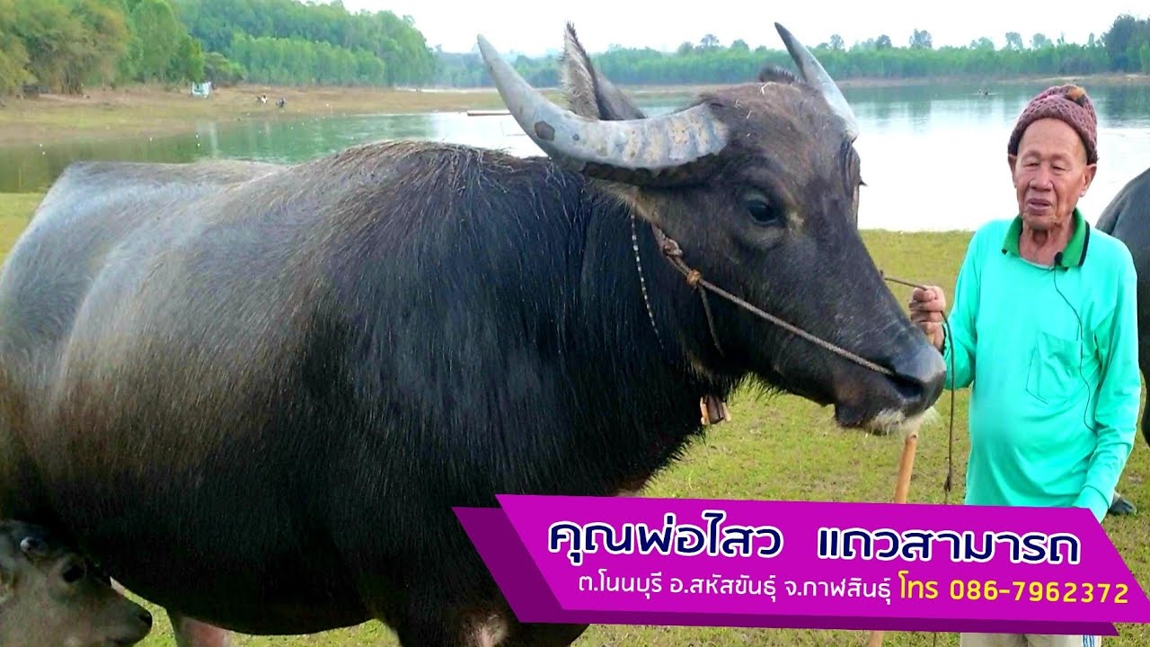 ควายงามพ่อไสว(นายฮ้อยทมิฬ)  ต.โนนบุรี. อ.สหัสขันธ์ จ.กาฬสินธ์ุ เบอร์โทร 086 796 2372